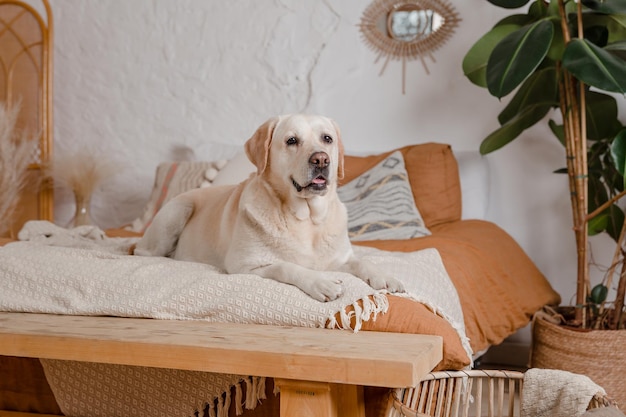 Un chien de laboratoire jaune est allongé sur un lit dans une pièce avec une plante derrière lui.