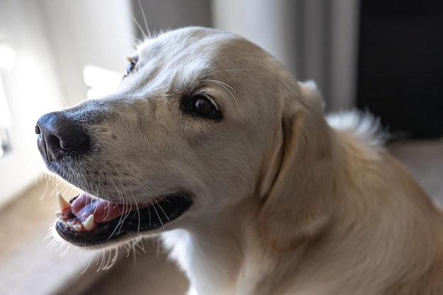 Chien labrador agrandi à l'intérieur de la maison