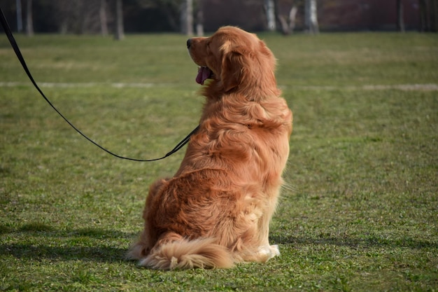 Chien Labrador en attente de commandes au parc