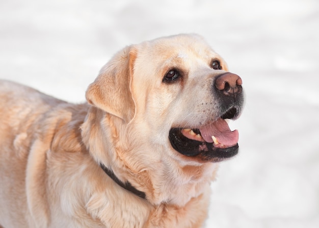 Chien labrador blanc gros plan en hiver à l'extérieur