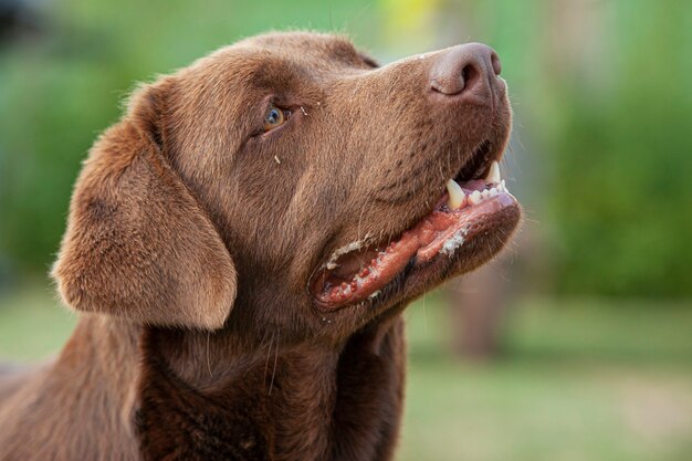 Chien Labrador close up Portrait avec une toile de fond de campagne