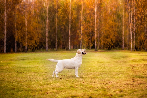 Un chien Labrador court dans la forêt d'automne.