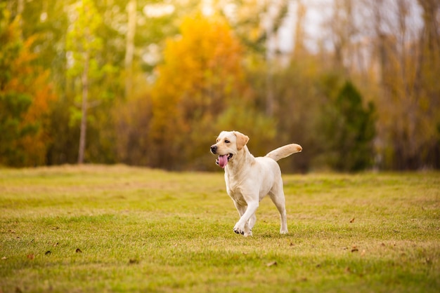 Un chien Labrador court dans la forêt d'automne.