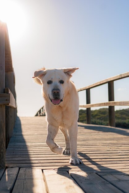 Chien Labrador court le long d'une passerelle en bois au coucher du soleil