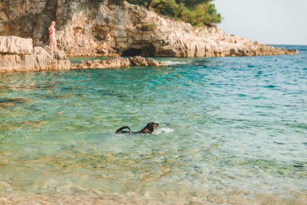 Chien labrador noir humide à l'heure d'été de la plage de la mer Rocheuse