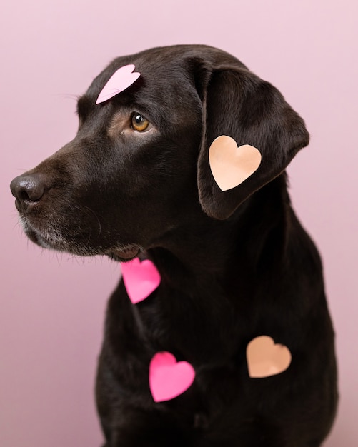 Chien labrador retriever avec des autocollants coeur rose sur le corps