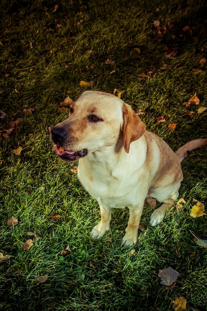 Chien Labrador Retriever en automne