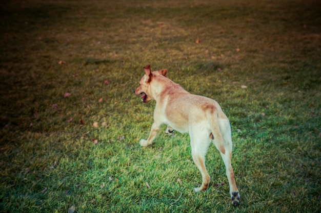 Chien Labrador Retriever en automne