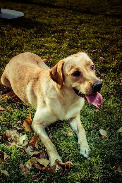 Photo chien labrador retriever en automne