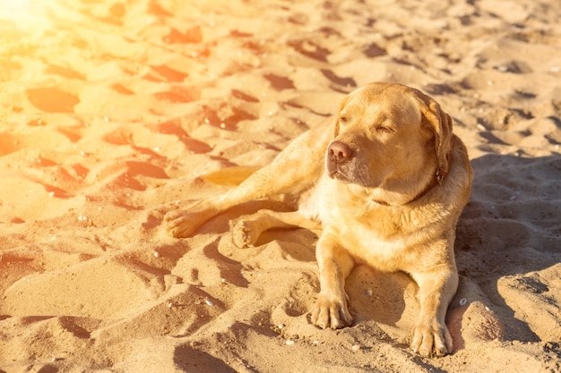 Chien Labrador retriever sur beach sun flare