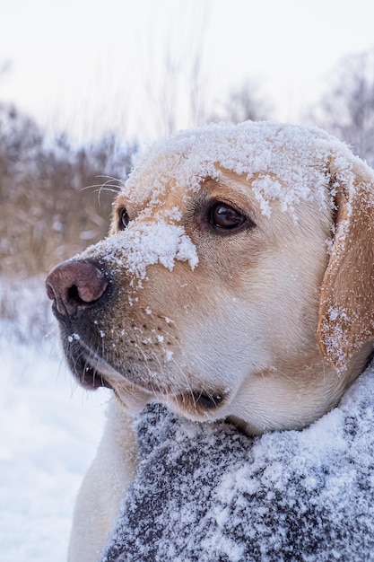 Un chien Labrador Retriever Un chien de chasse dans une écharpe Thèmes animaux