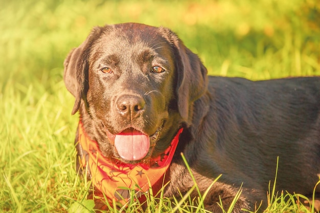 Chien labrador retriever dans un bandana d'Halloween se trouve sur l'herbe Portrait d'un chiot labrador Halloween