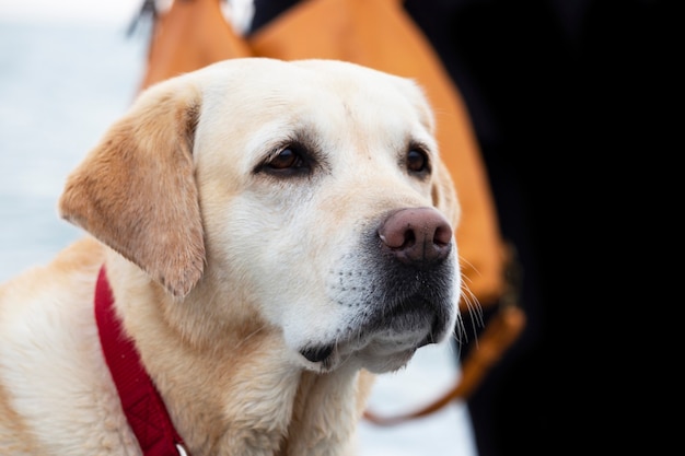 Chien labrador retriever dans un collier rouge