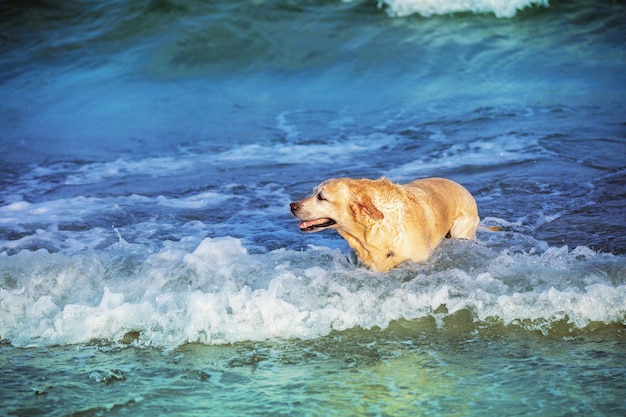 Chien labrador retriever jaune nageant dans la mer