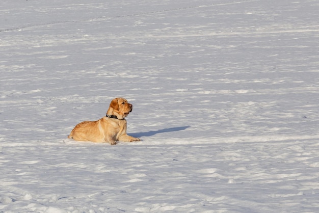 Chien labrador retriever se trouve sur la neige par une journée ensoleillée Espace de copie