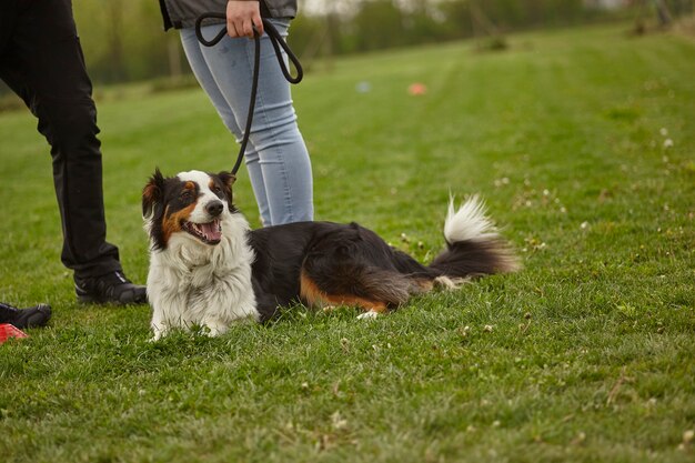 Chien en laisse au parc