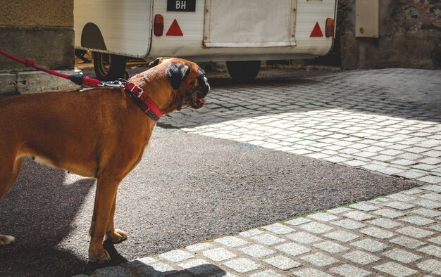 Chien en laisse et une caravane