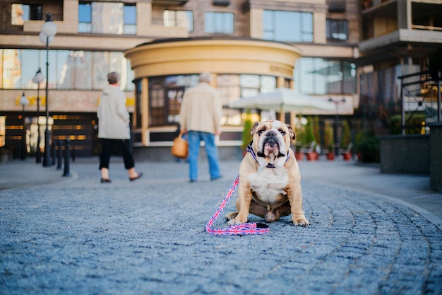 Un chien en laisse devant un immeuble