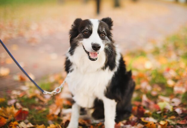 Un chien en laisse avec une personne tenant une laisse