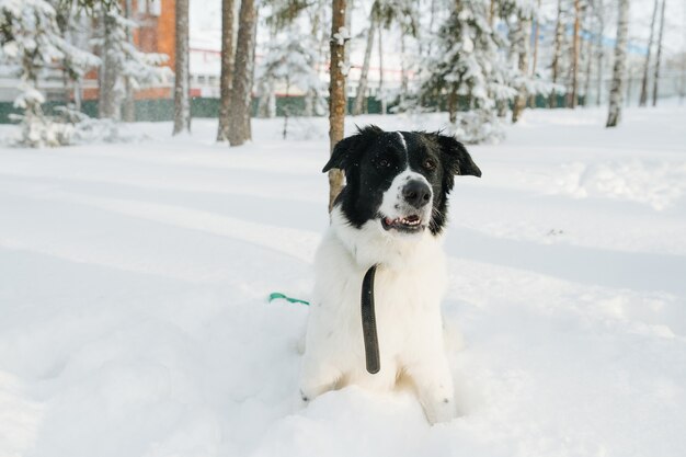 Chien landseer mignon debout dans une neige profonde, les jambes enterrées. Arbres clairsemés en arrière-plan. Neige dans l'air.