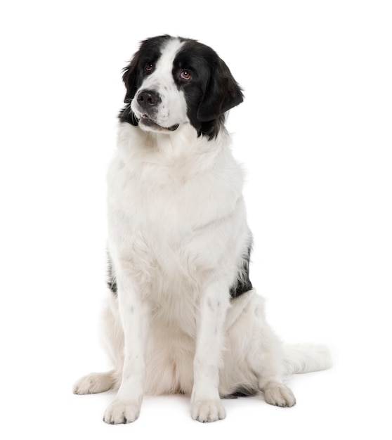 Chien Landseer noir et blanc avec 2 ans. Portrait de chien isolé