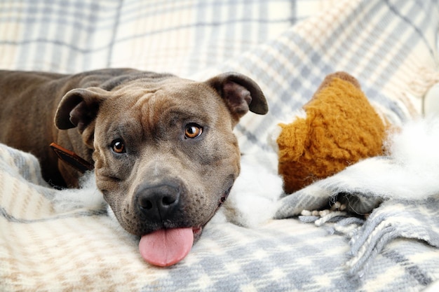 Chien avec lapin jouet cassé sur fond intérieur de la maison