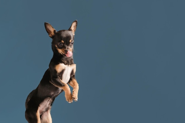 Chien léchant sur fond bleu pur