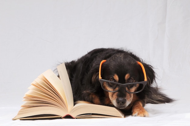 Chien de lecture