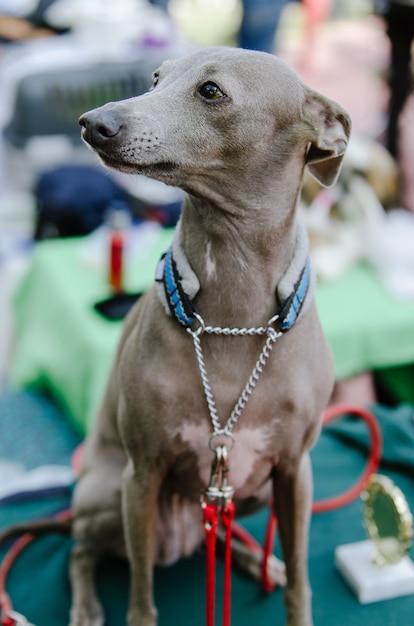 Chien lévrier exposé dans le parc d'été