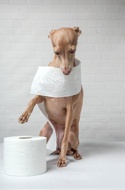 Chien lévrier italien jouant avec des rouleaux de papier toilette