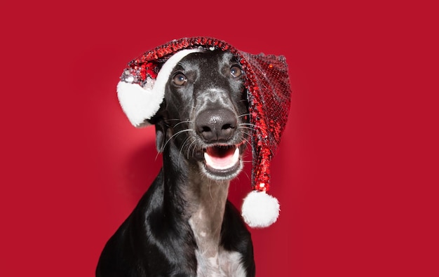 Photo chien lévrier noir célébrant noël isolé sur fond rouge