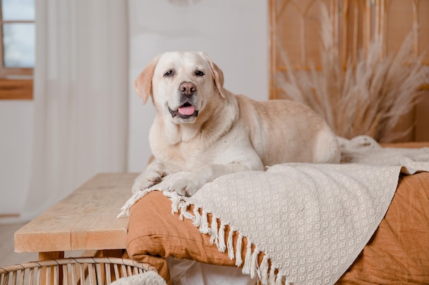 Photo un chien sur un lit dans une chambre d'hôtel