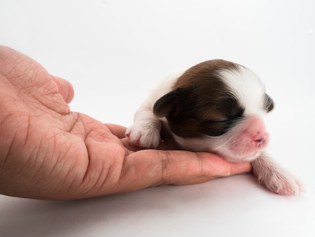 Un chien à litière, pas les yeux ouverts.