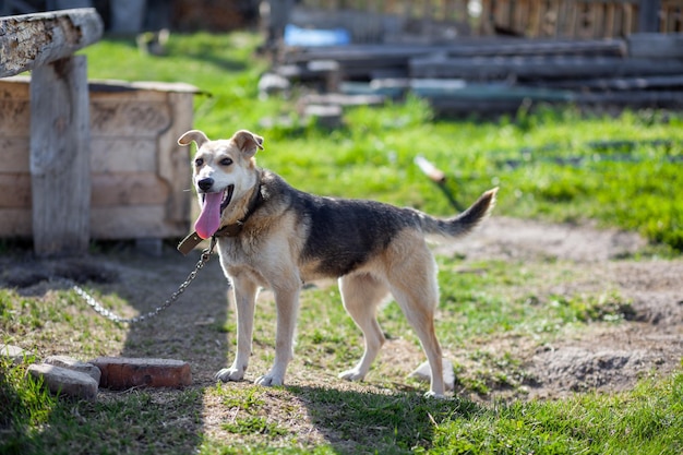 Un chien avec une longue langue se tient dans une cour