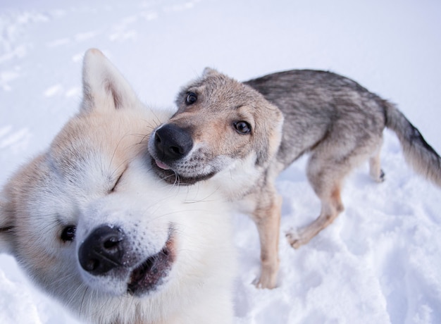 chien loup et amis akita inu