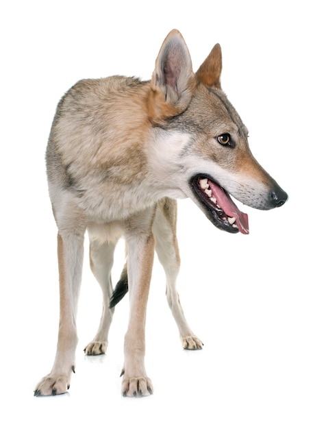 Photo chien de loup tchécoslovaque