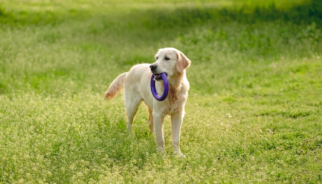 Chien ludique avec anneau jouet marchant à l'extérieur sur champ fleuri