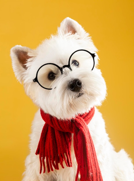 Chien avec des lunettes et une écharpe rouge sur fond jaune