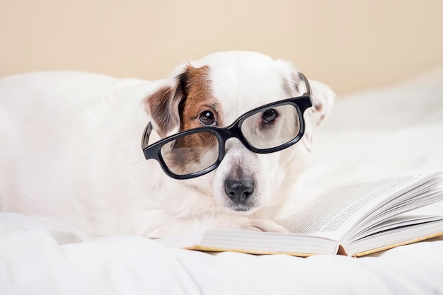 Un chien à lunettes est couché avec un livre