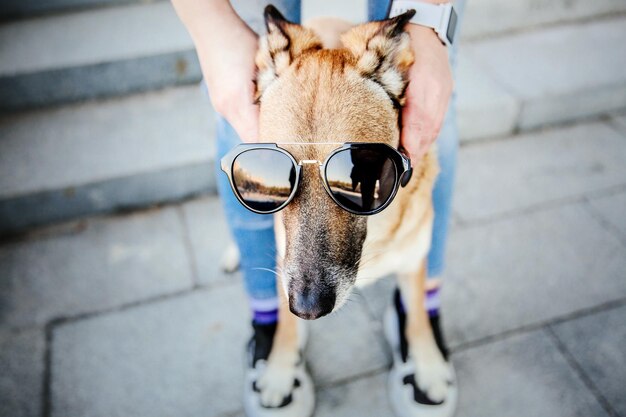 Chien avec des lunettes de soleil