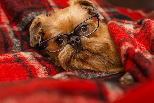 Chien avec des lunettes