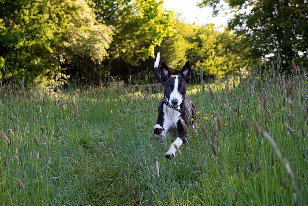 Chien lurcher courant sur le champ