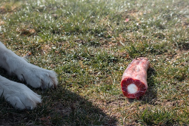 Un chien mâchant une viande d'os crue