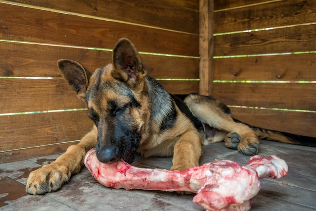 Le chien mâche un gros os de bœuf cru.