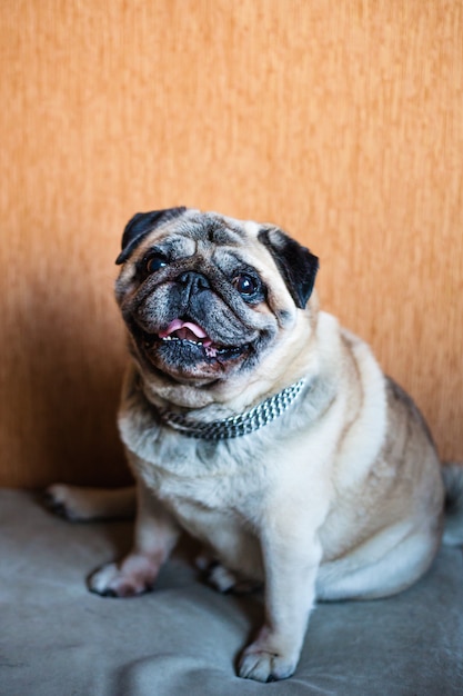 Chien à la maison, carlin assis sur le canapé, ami fidèle, animal préféré