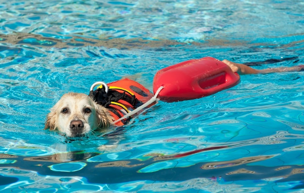 Photo chien maître nageur