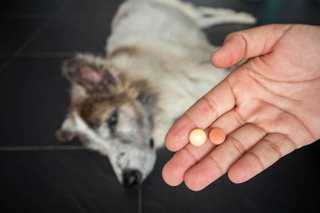 Photo le chien malade recevant un médicament sous forme de pilule