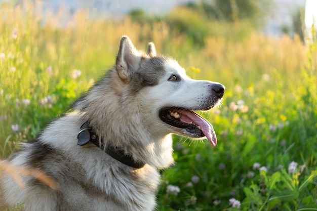 Chien malamut d'Alaska assis sur l'herbe dans un champ ensoleillé d'été et regardant loin vue de côté doggy