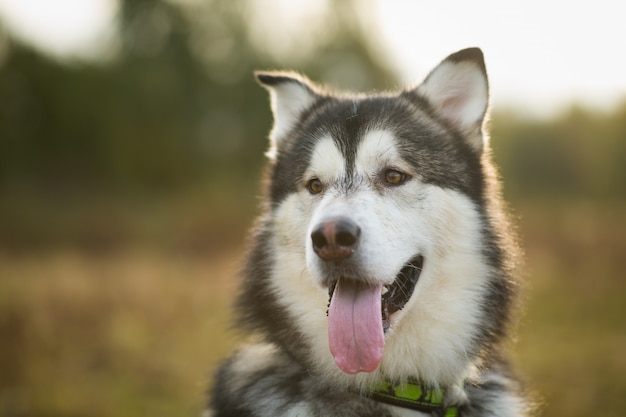 Chien Malamute d'Alaska dans la nature