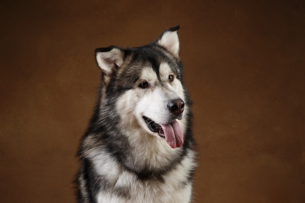 Chien Malamute d'Alaska sur fond marron